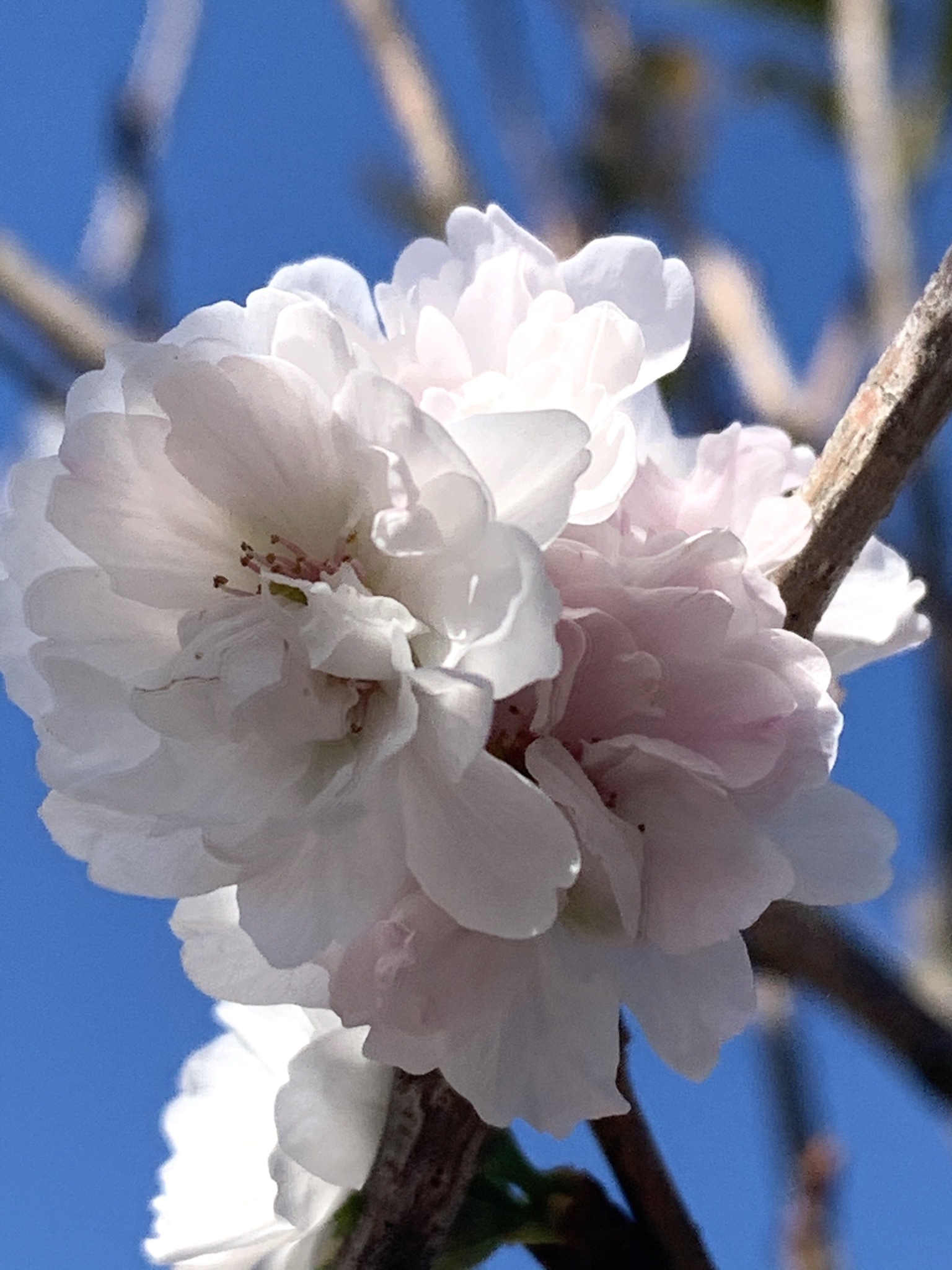 花言葉は 冷静 花教室 Maiko