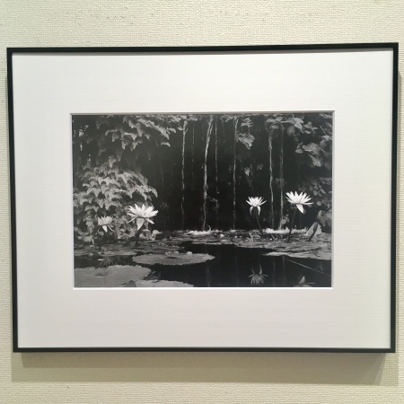 桑本正士写真展「幻植物園」_c0146817_13044717.jpeg