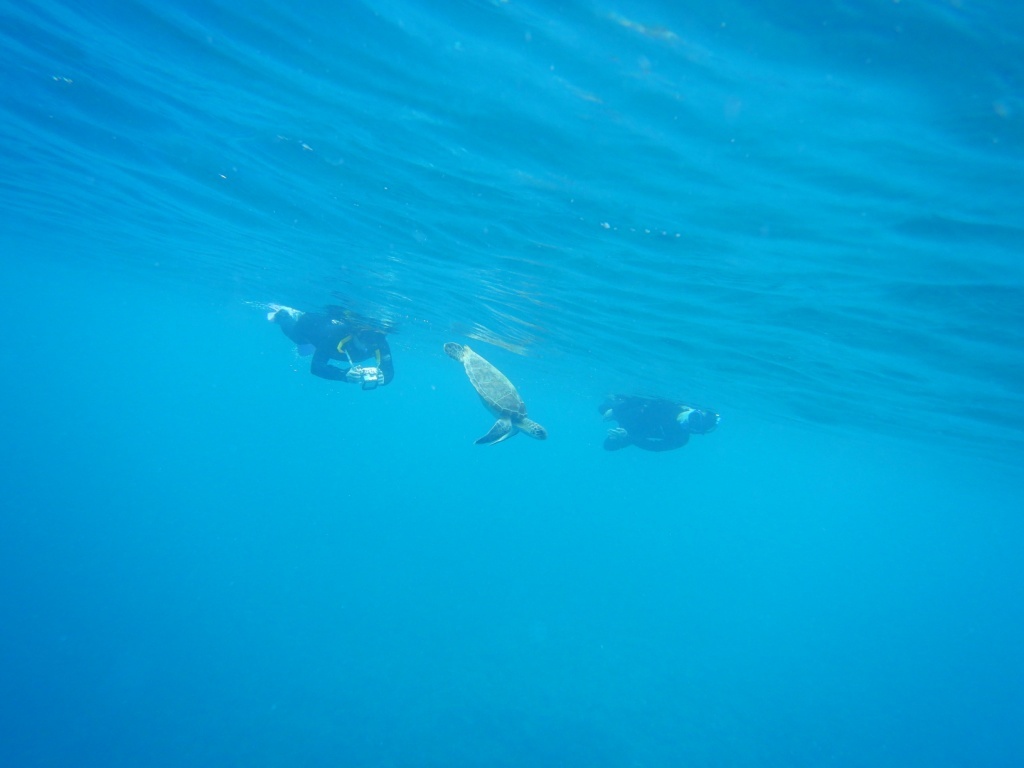 ウミガメが大接近っ!!_a0189838_17592110.jpg