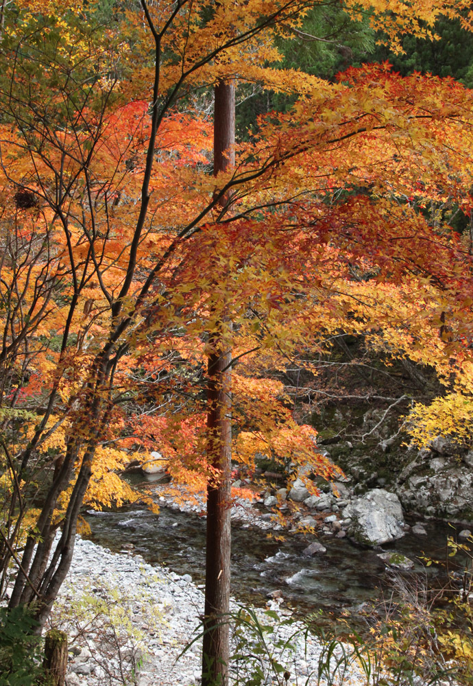 天川村　川迫川渓谷（こうせがわけいこく）　紅葉　２_c0108146_21335929.jpg