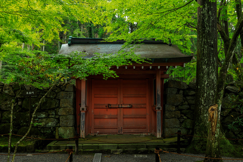 三千院の石蕗とホトトギス_f0155048_2315779.jpg