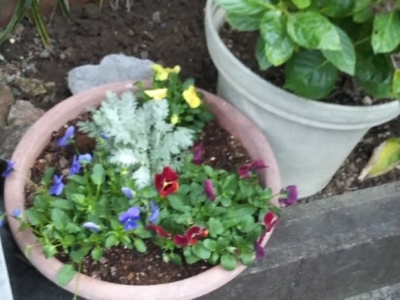 自宅で鉢植え菜園♪_c0330749_16250799.jpg