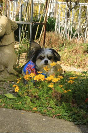 c0145250_10461767.gif