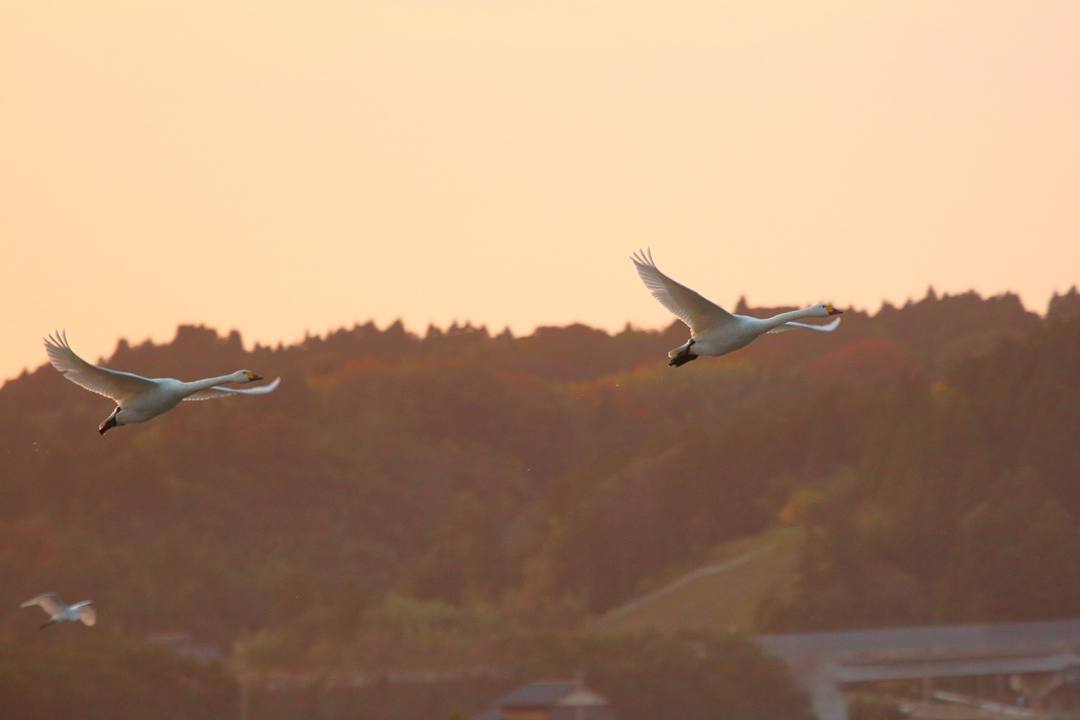 e0403850_20404071.jpg