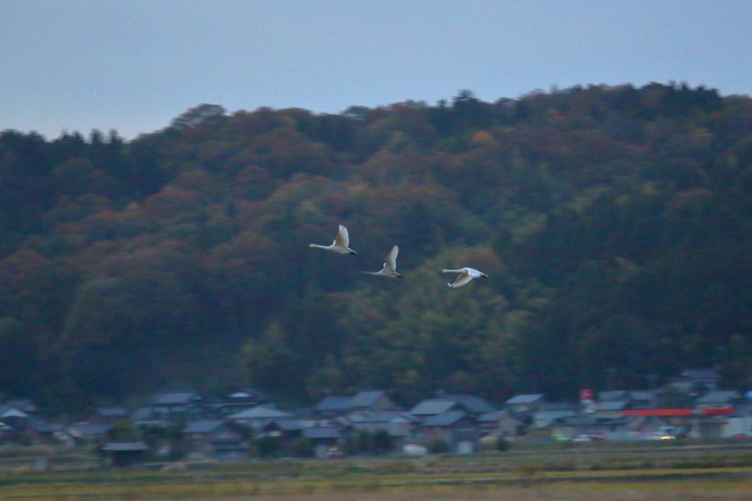 e0403850_20441573.jpg