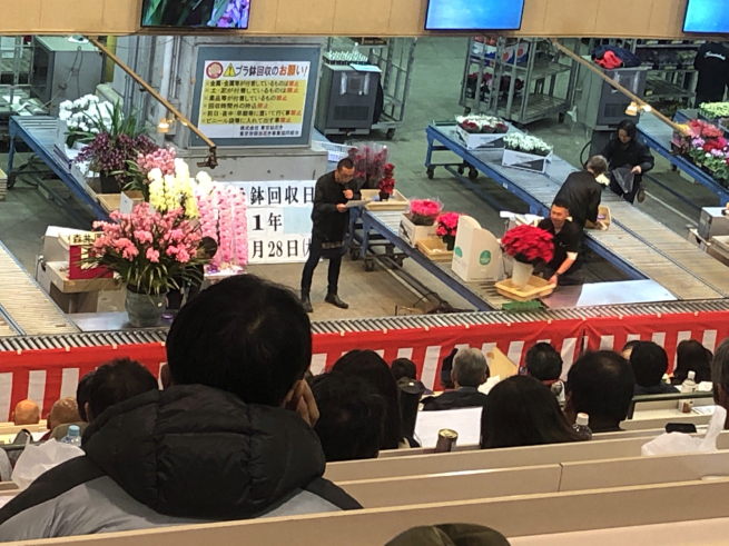 今日ポインセチアと洋ランの品評会の賞を取った花たちの競りです 目黒区 都立大の 花屋 Moco 花と 植物で楽しい毎日 一人で全力で営業中