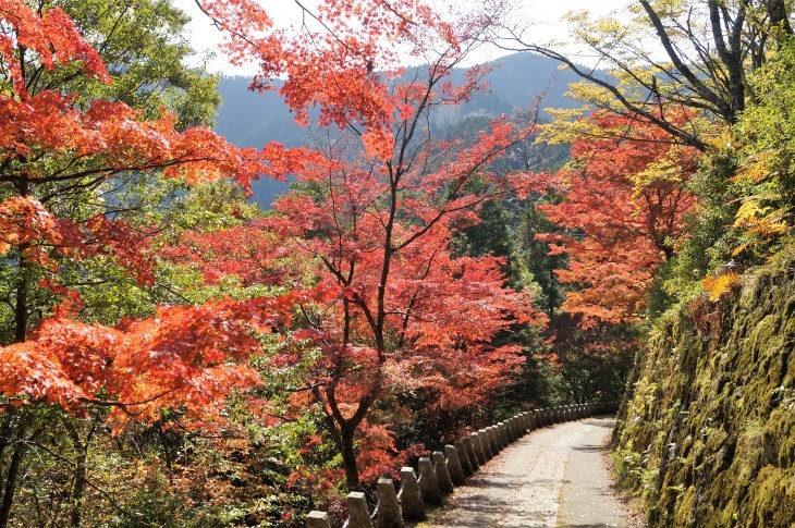 桜の吉野山で紅葉狩り 高城山展望台 奥千本 たんぶーらんの戯言