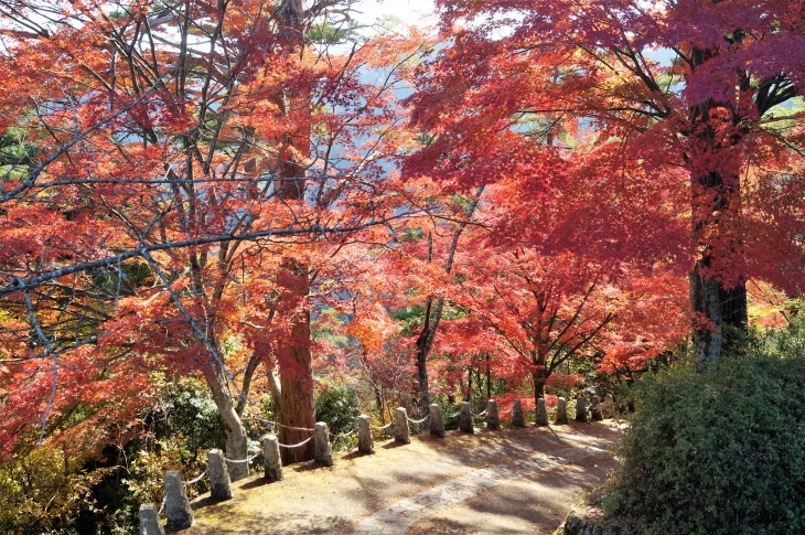 桜の吉野山で紅葉狩り 高城山展望台 奥千本 たんぶーらんの戯言
