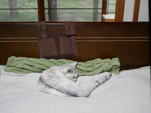 モンちゃんの生命力_f0054677_08271938.jpeg