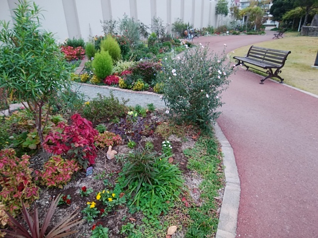 クフェアの2色植え 病院の庭 病院の庭 クフェアの2色植え 病院の庭 病院の庭