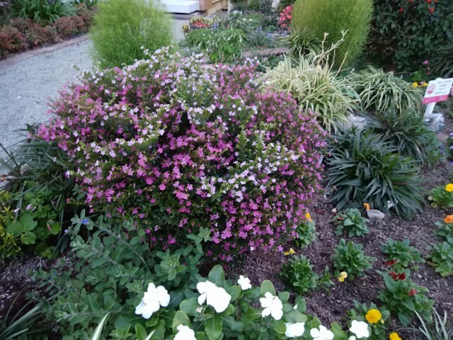 クフェアの2色植え 病院の庭 病院の庭 クフェアの2色植え 病院の庭 病院の庭