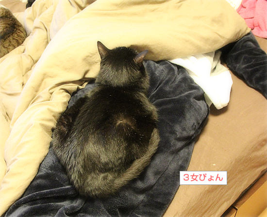 こたつの季節_a0389088_08001815.jpg