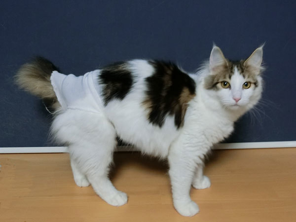 まりも 避妊手術を受ける 馬と猫 おまけに車 まりも 避妊手術を受ける 馬と猫 おまけに車