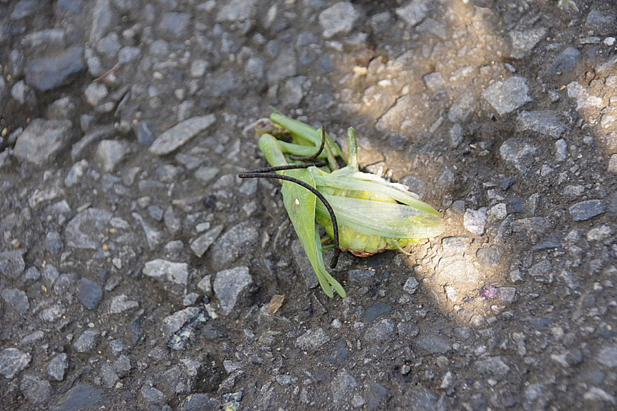 ハリガネムシはどの段階でカマキリの体内に入るのでしょうか 昆虫ブログ むし探検広場 ハリガネムシはどの段階でカマキリの体内に入るのでしょうか 昆虫ブログ むし探検広場