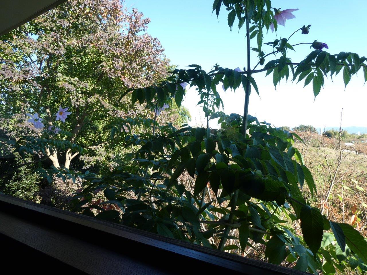 カフェ フルック （Caffe flook）　初訪問_d0106134_10135597.jpg