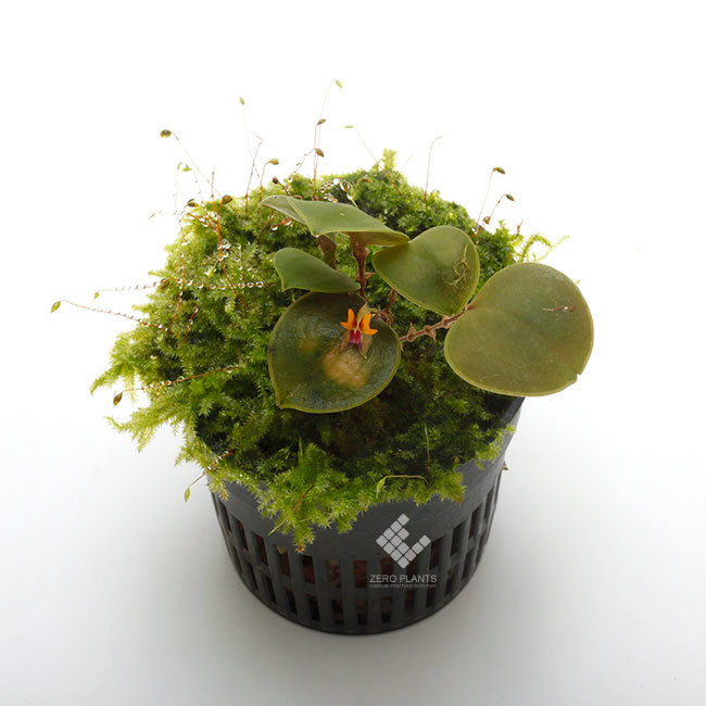 New arrival plants | 新掲載植物 レパンテス、ポログロッサム New arrival plants | 新掲載植物 レパンテス、ポログロッサム