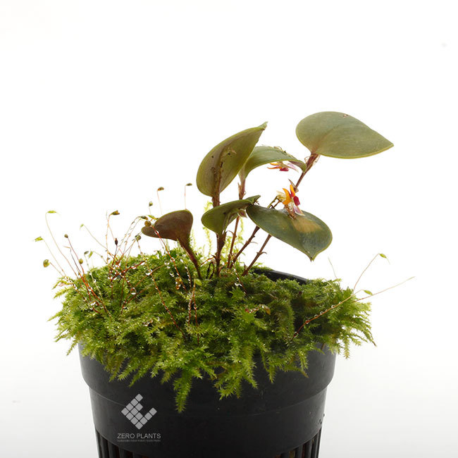 New arrival plants | 新掲載植物 レパンテス、ポログロッサム New arrival plants | 新掲載植物 レパンテス、ポログロッサム