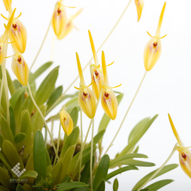 New arrival plants | 新掲載植物 レパンテス、ポログロッサム