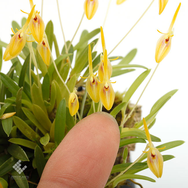 New arrival plants | 新掲載植物 レパンテス、ポログロッサムなどの南米原産の小型着性蘭各種掲載致しました。_d0376039_13011886.jpg