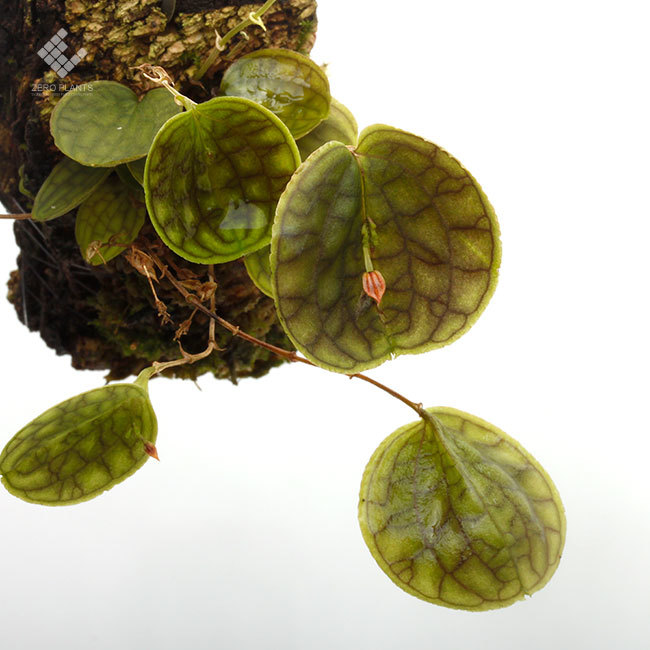 New arrival plants | 新掲載植物 レパンテス、ポログロッサムなどの南米原産の小型着性蘭各種掲載致しました。_d0376039_13424749.jpg
