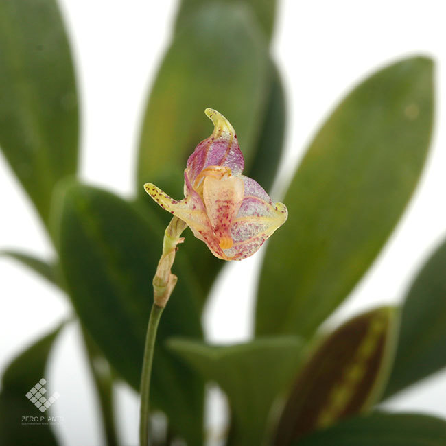 New arrival plants | 新掲載植物 レパンテス、ポログロッサム