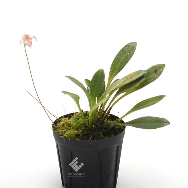 New arrival plants | 新掲載植物 レパンテス、ポログロッサム