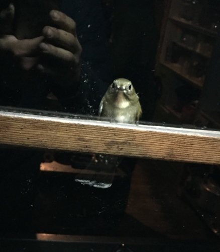 c0369344_13583222.jpeg