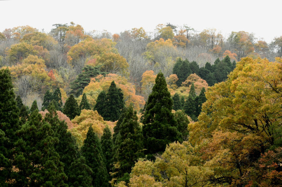 紅葉(2)_c0093046_17280502.jpg