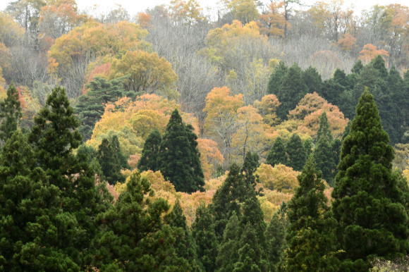 紅葉(2)_c0093046_17285260.jpg