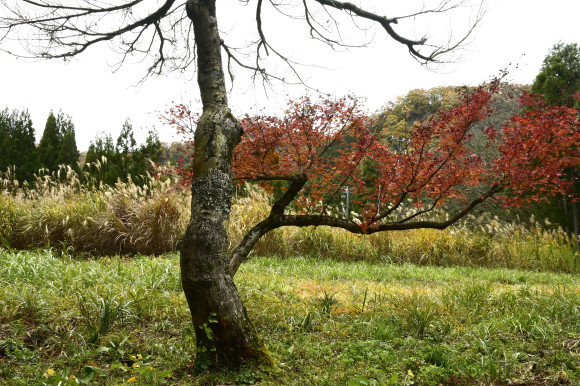 紅葉(2)_c0093046_17291155.jpg