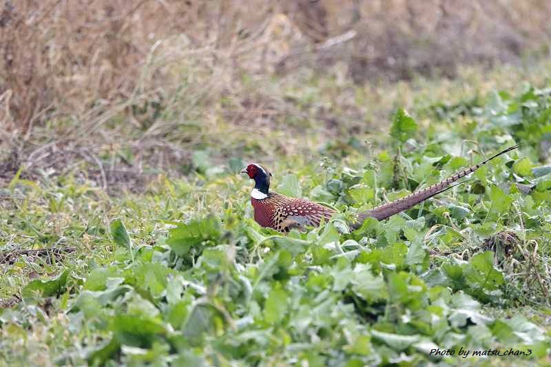 コウライキジ　Pheasant_c0070654_13413188.jpg