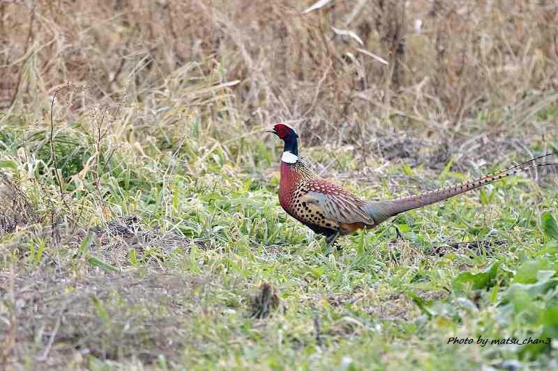 コウライキジ　Pheasant_c0070654_13414793.jpg