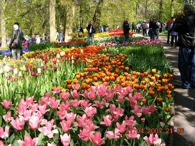 ’19,11,27(水)2007年のオランダの「キューケンホフ公園」!_f0060461_11190984.jpg