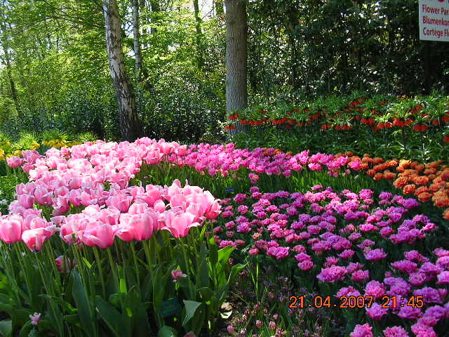 ’19,11,27(水)2007年のオランダの「キューケンホフ公園」!_f0060461_11230808.jpg