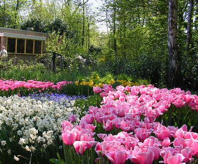 ’19,11,27(水)2007年のオランダの「キューケンホフ公園」!_f0060461_11233045.jpg