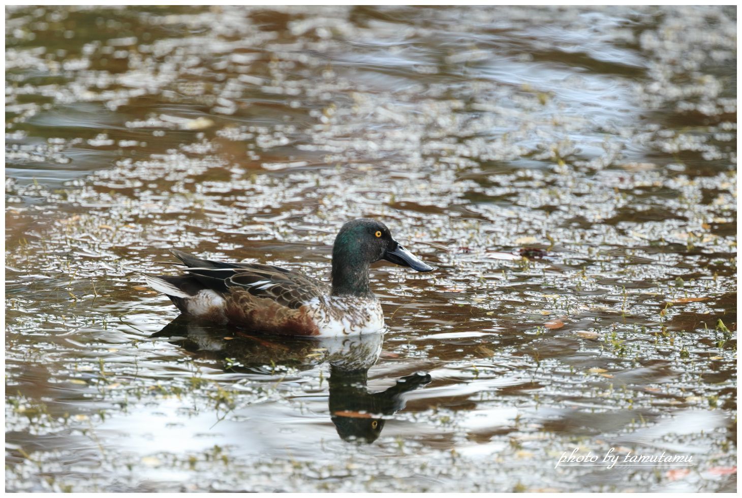 水辺の鳥。_e0351179_14174563.jpg