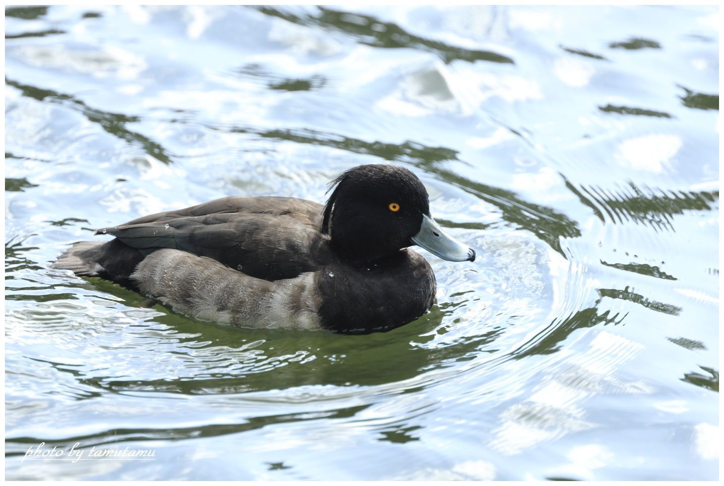 水辺の鳥。_e0351179_14180772.jpg