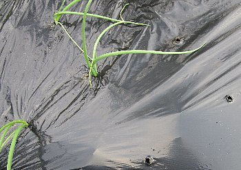11月26日「秋西瓜」_f0003283_06585416.jpg