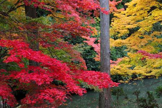 ～京都 洛外紅葉めぐり Ⅰ ～_e0056102_2153684.jpg