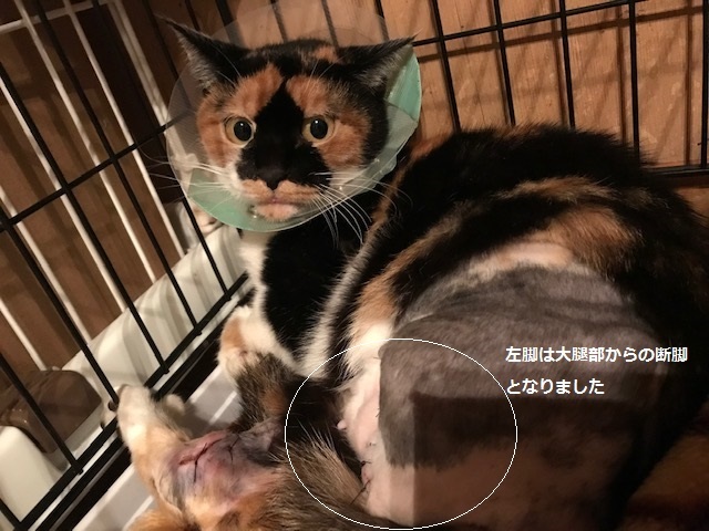 ミケコちゃんも退院してきました_f0242002_10283512.jpg