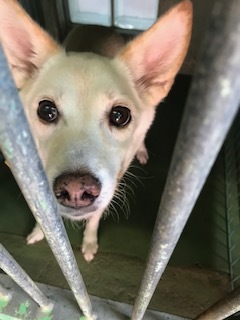 【犬・移動先募集】センター(支所)の柴犬3頭&ププくん(11/25訪問)_f0242002_10472532.jpg