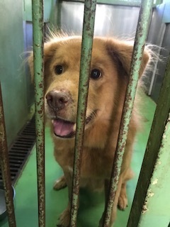 【犬・移動先募集】センター(支所)の柴犬3頭&ププくん(11/25訪問)_f0242002_14302692.jpg