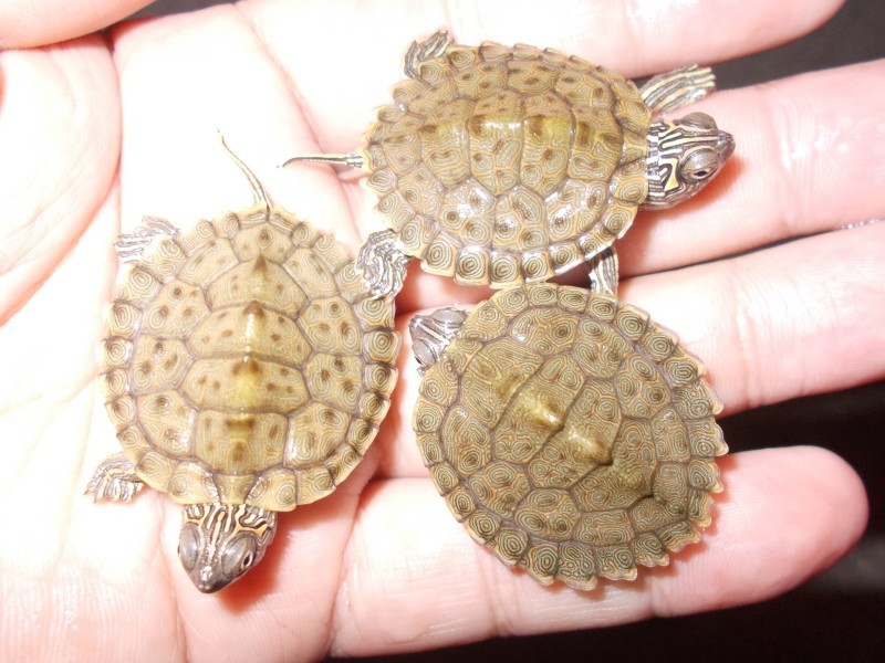 新入荷 チズガメ Petshop Ace ペットショップ エース のブログ 新入荷 チズガメ Petshop Ace ペットショップ エース のブログ