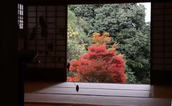 紅葉がさかり　浄住寺と地蔵院_e0048413_21070597.jpg