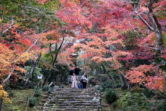 紅葉がさかり　浄住寺と地蔵院_e0048413_21071963.jpg