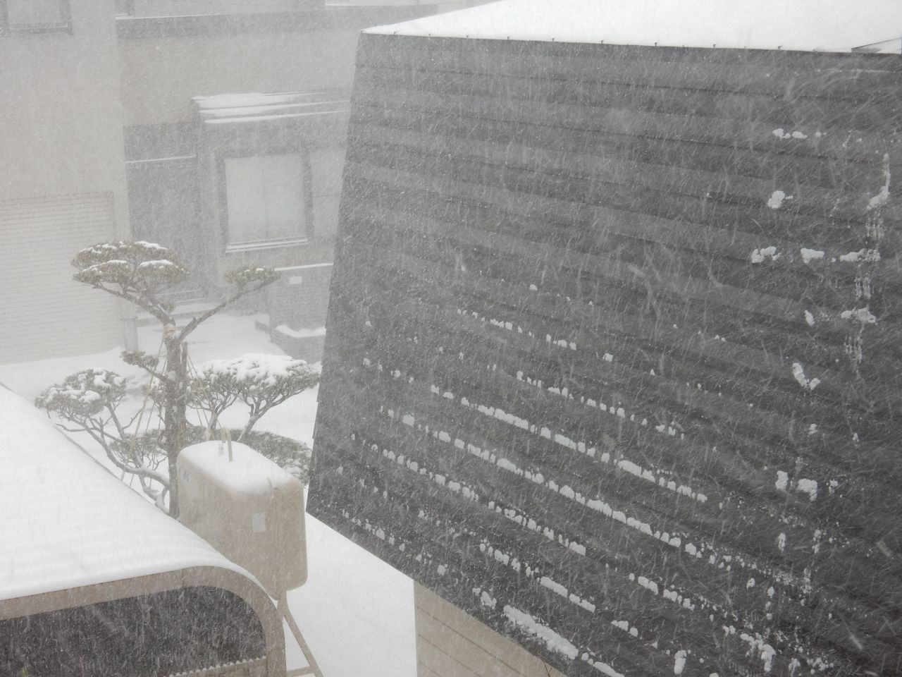 真冬日に猛吹雪がやってきた_c0025115_21412180.jpg