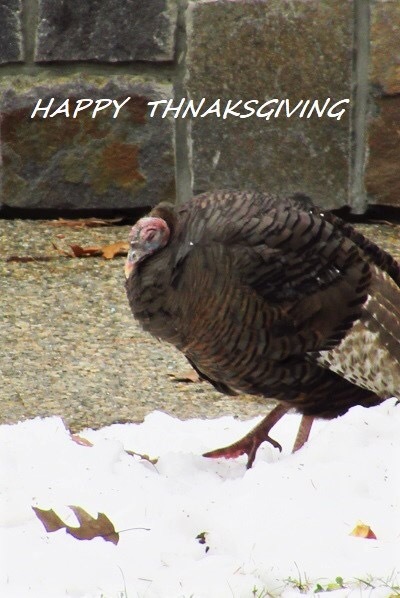 Happy Thanksgiving Day_e0373235_23044828.jpeg