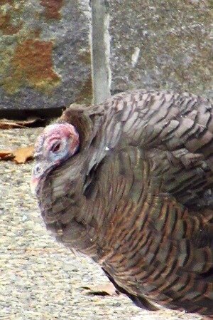 Happy Thanksgiving Day_e0373235_23070034.jpeg