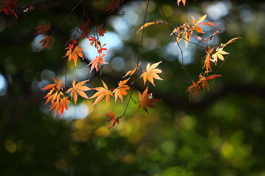 紅葉模様 １９ ２ 但馬 写真日和