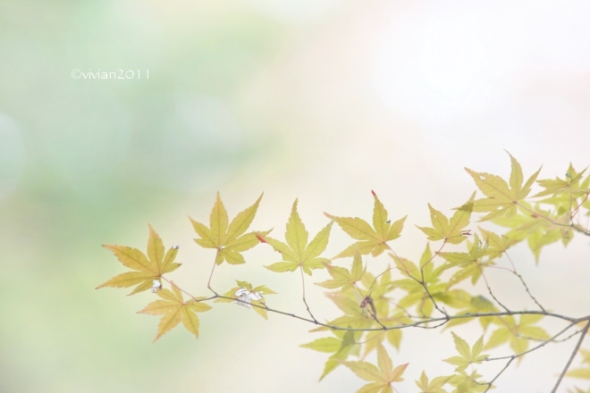 11月の撮影会 ~壬生わんぱく公園~_e0227942_22535633.jpg